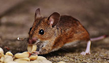 24 Hour & Emergency Exterminators in Arroyo Seco, NM